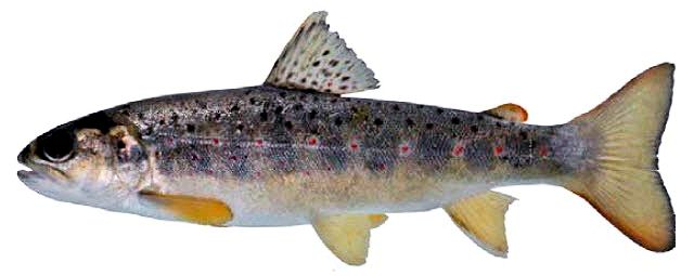 Salmo trutta_016.jpg